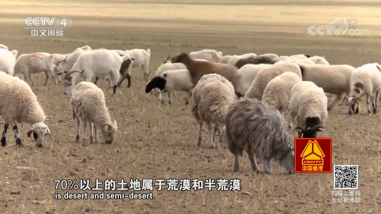天堂*藏西**-好吃的草成了扶贫开发的头号工程，牛羊就快乐起来啦