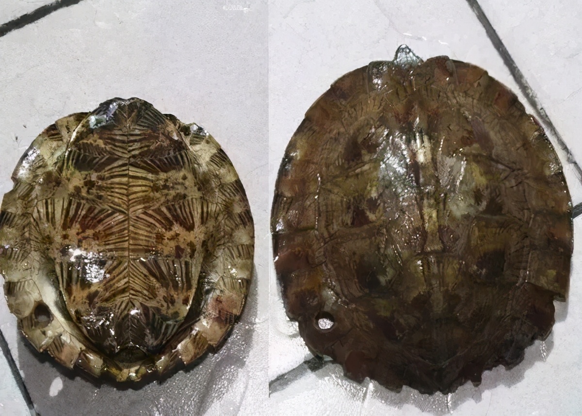 各种龟类图片大全大图,龟类展示会