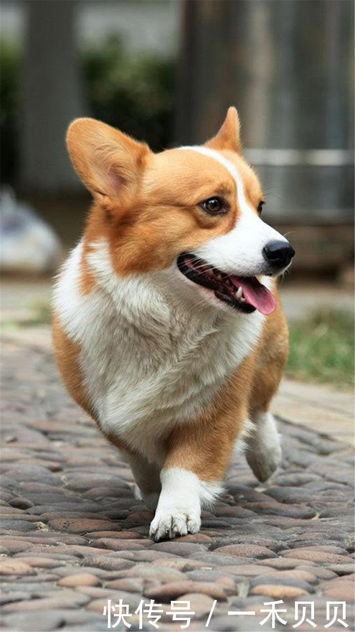 喷什么防止狗狗乱尿,怎么缓解狗狗尿闭