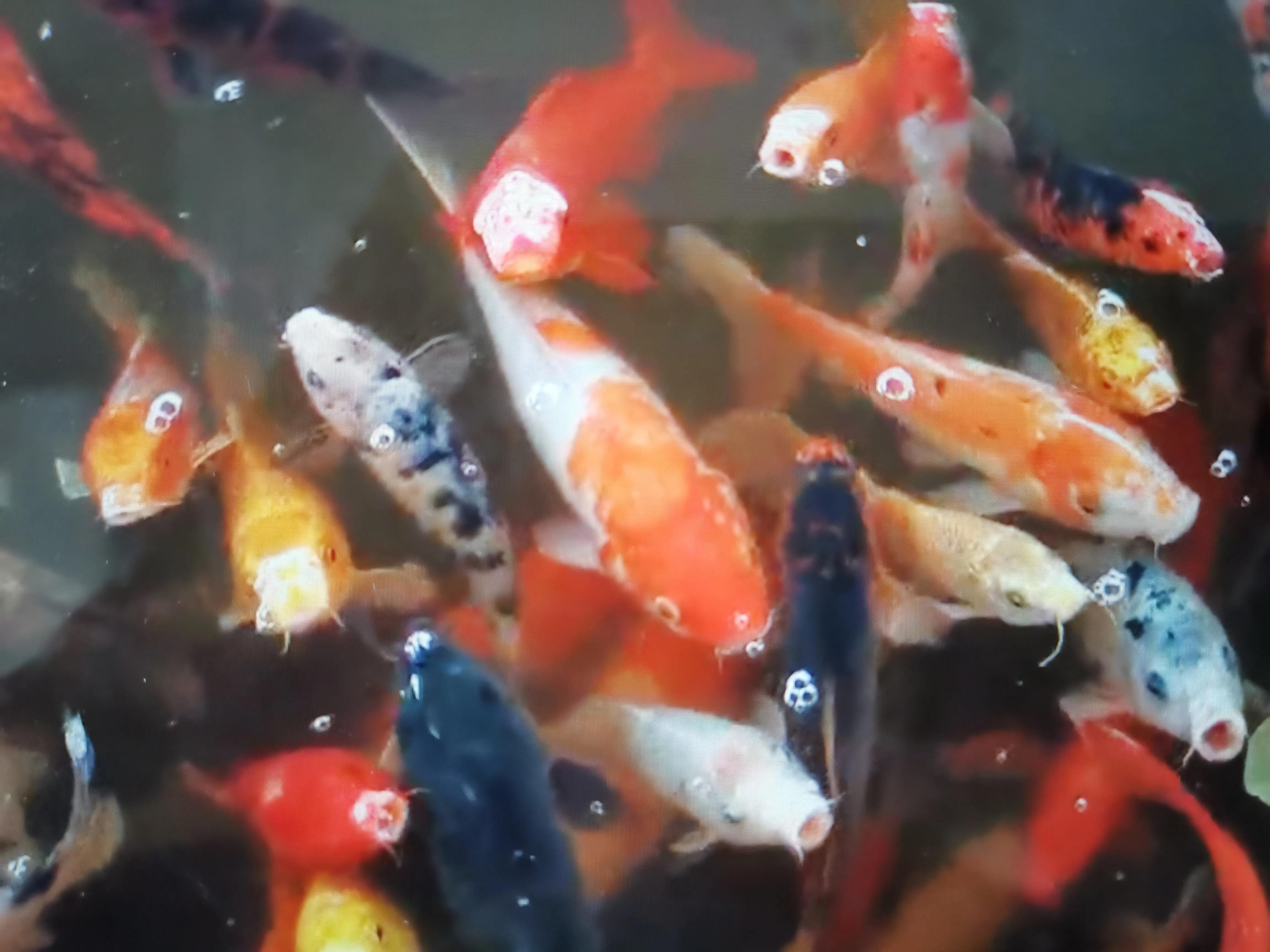 尚东国际小区物业,灵璧尚东国际安置房物业电话