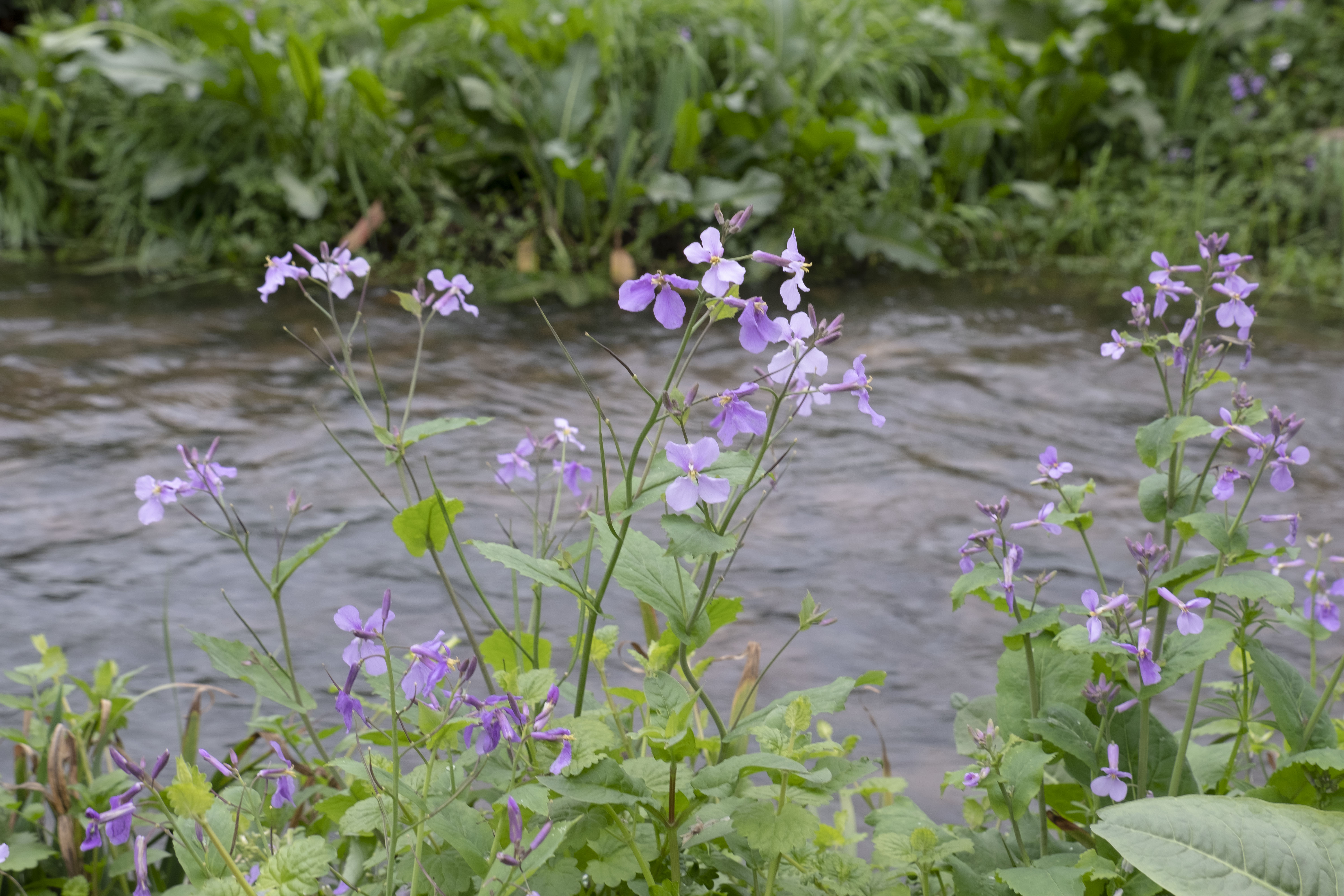 西湖龙井春茶季,龙井茶西湖明前春茶