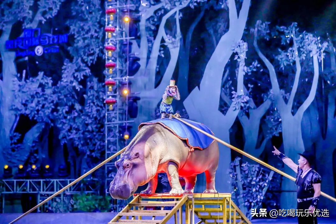 厦门灵玲动物王国大熊猫,厦门马戏团灵玲动物王国观光游览