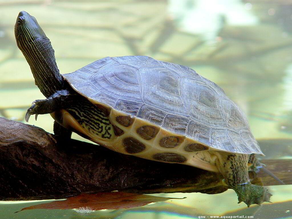 匠志萌宠乐园教学,匠志萌宠