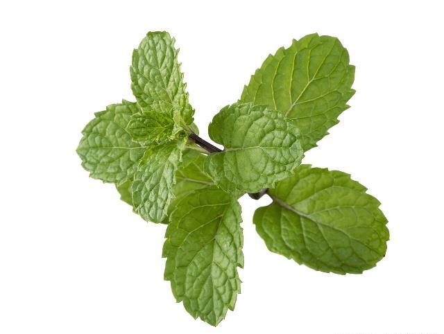 自己在家种薄荷盆栽,自己怎么在家里种植薄荷