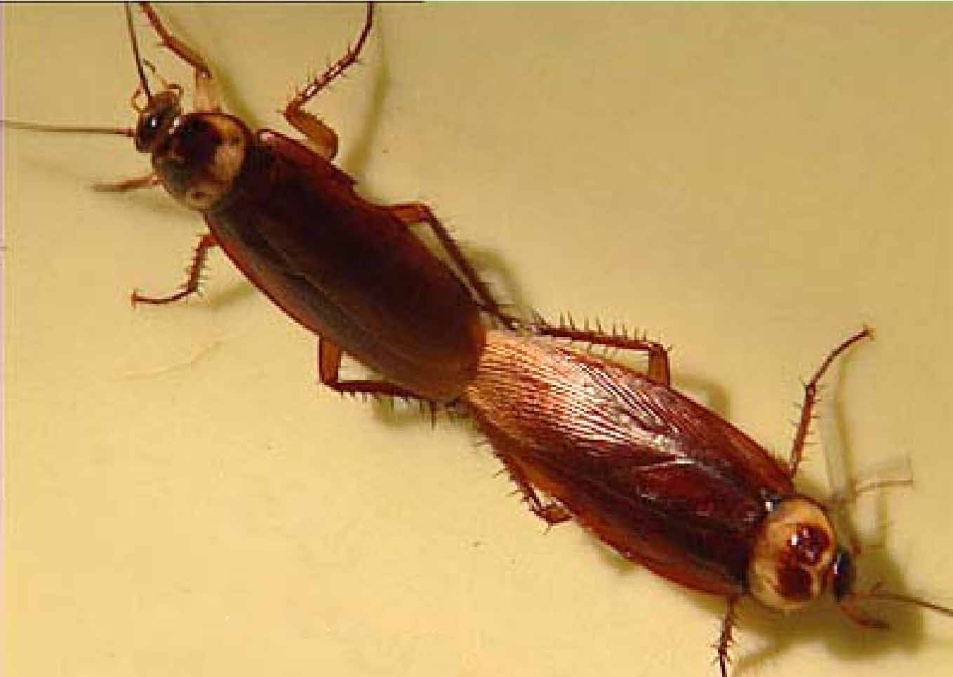 女子网购衣服被赠蟑螂,一女子购买冬装出现蟑螂卵