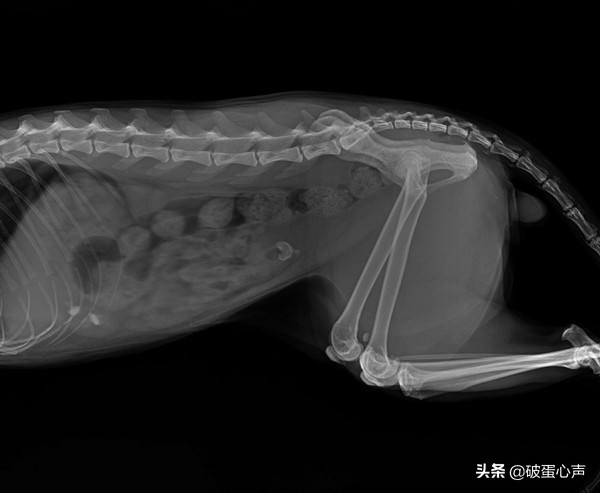 猫咪也有自己的烦恼,猫咪有自发性膀胱炎