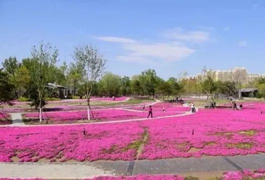 去看万紫千红的花海,五一近郊赏花去看缤纷七彩花田