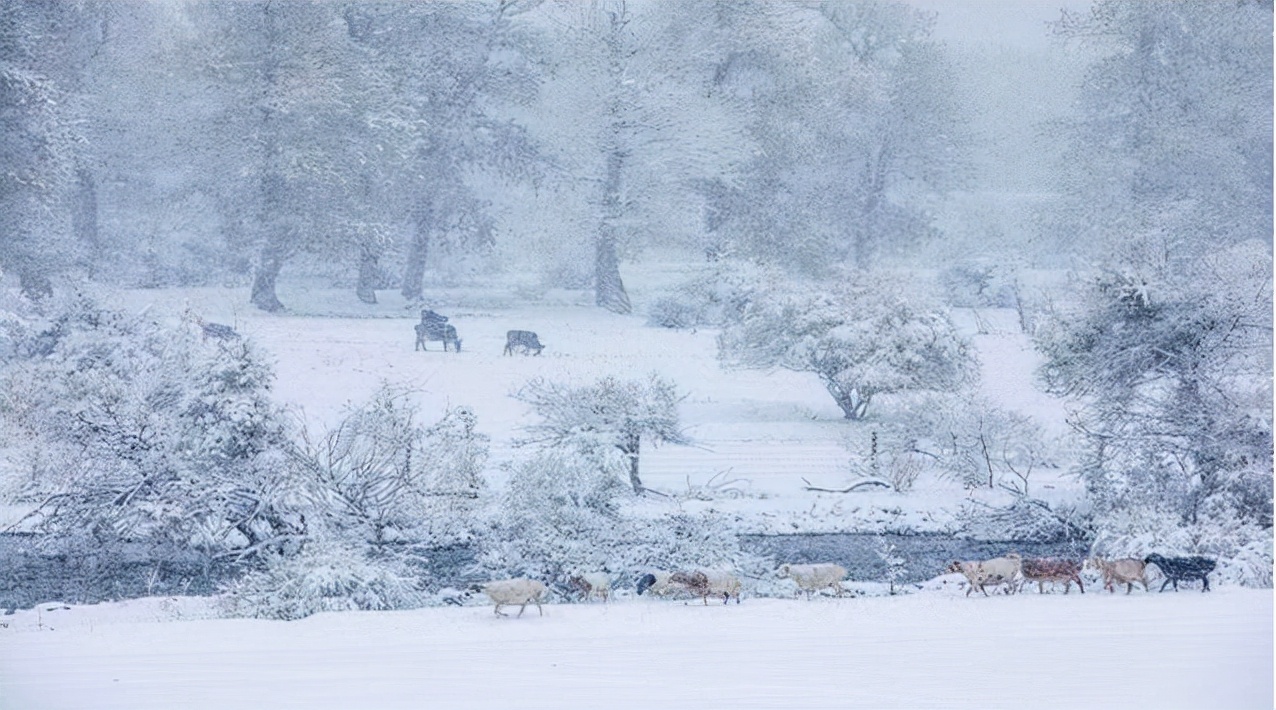 关于初雪的唯美现代诗词,关于初雪的诗句古诗名句