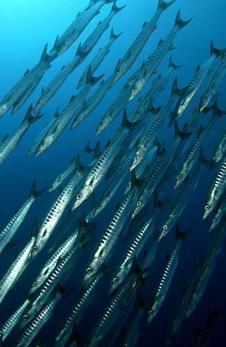 史上最全海鲜视频,史上最全海鲜贝类大全