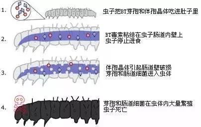 昆虫植物大作战,昆虫毒虫大作战