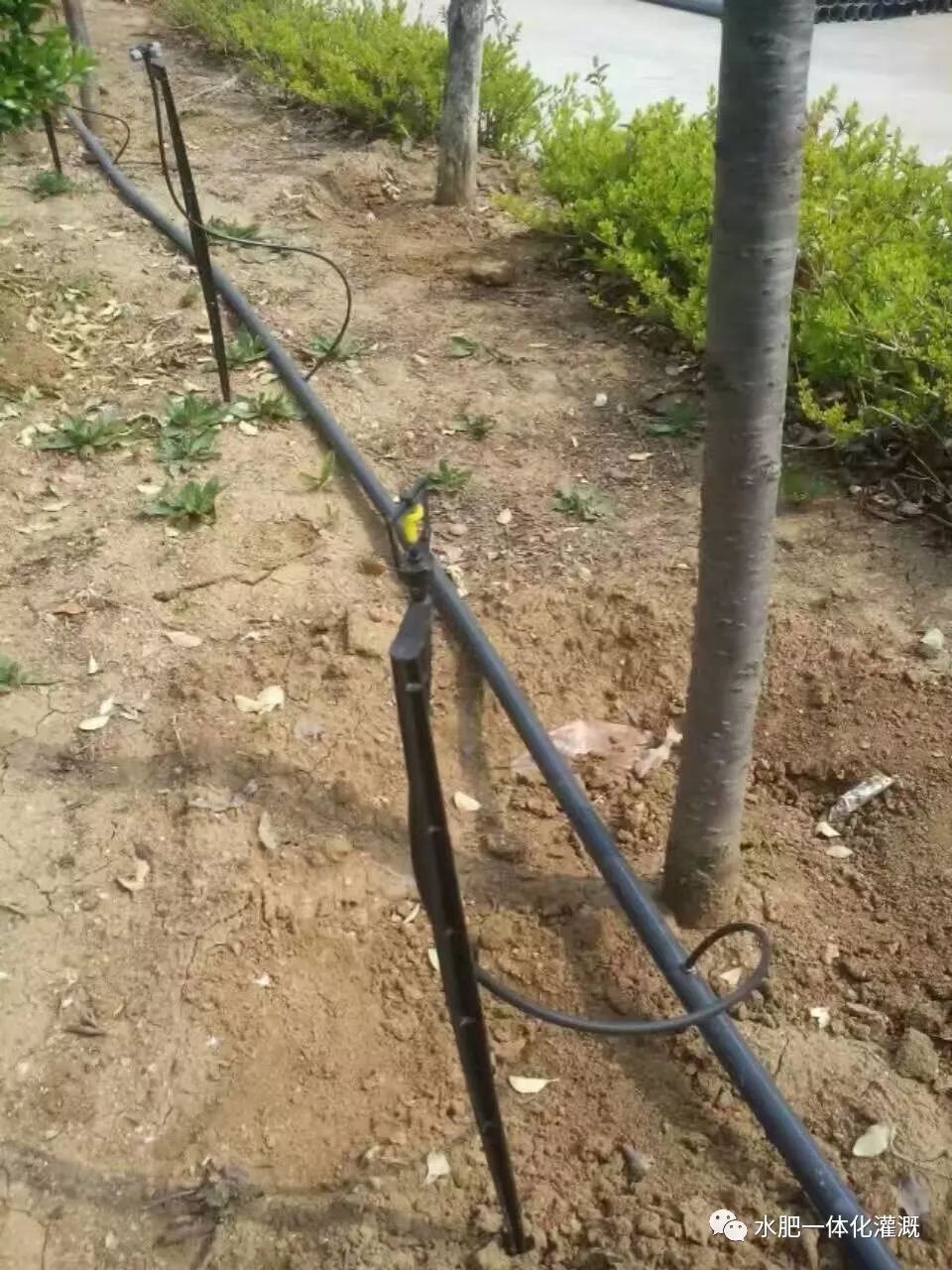 地插微喷头的优缺点,地插式微喷安装