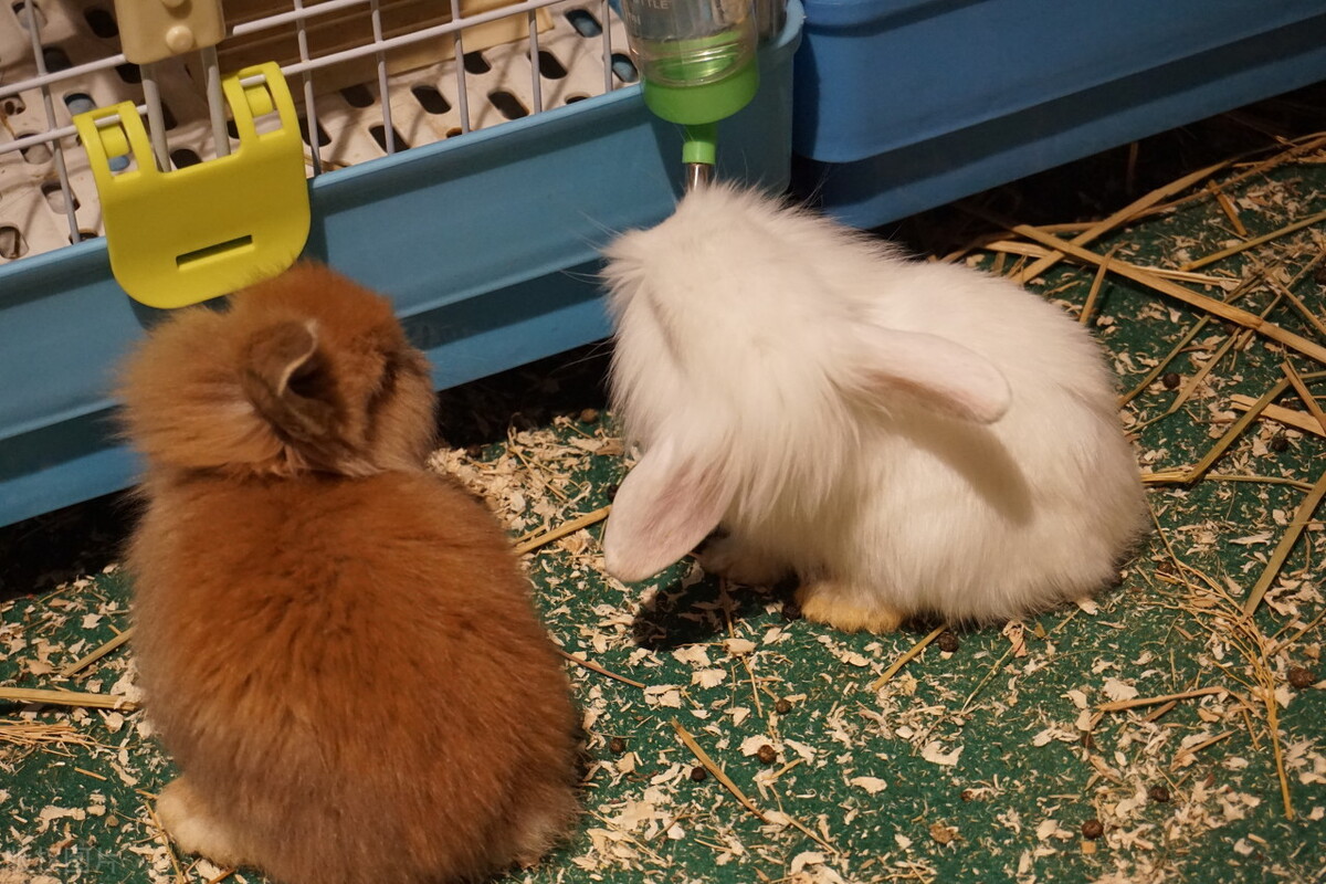 兔子耳朵上有小疙瘩,兔子耳朵里有结痂用什么药