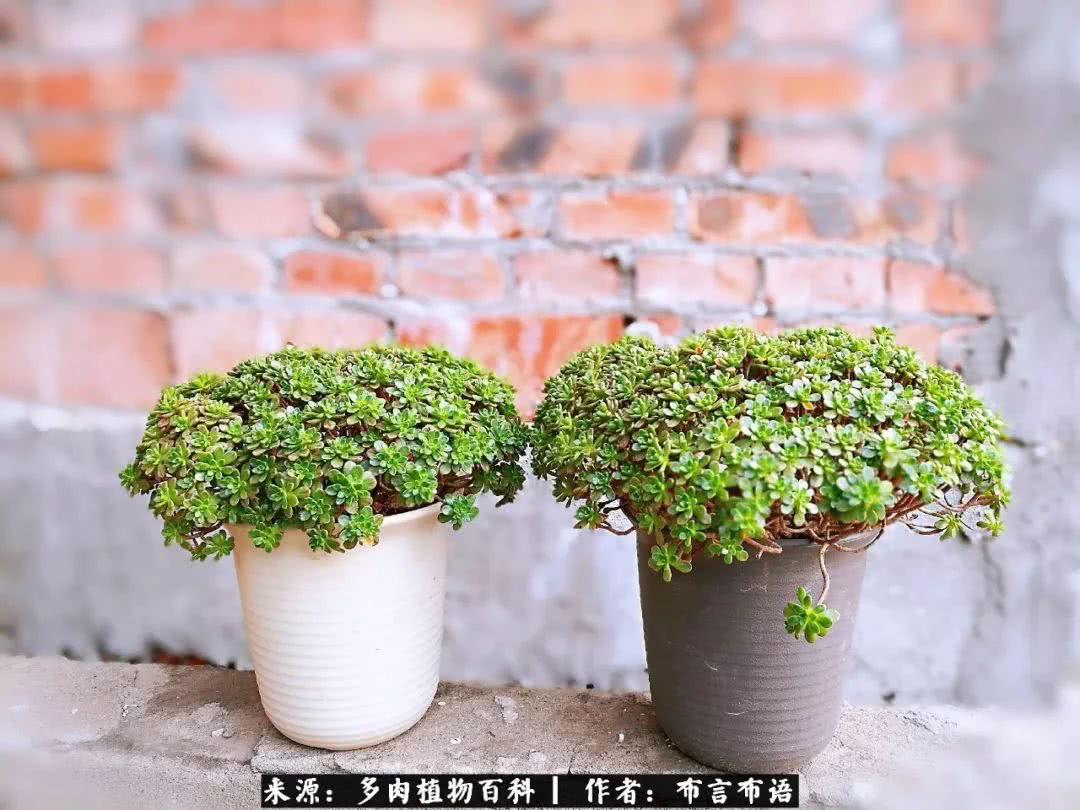 从多肉上感悟人生,多肉的真实生活感悟