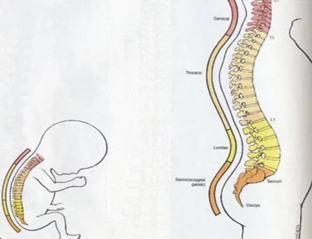 解放妈妈双手神器座椅,解放妈妈双手学坐神器