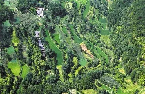 2024年下半年苗木价格会上涨吗,未来10年苗木行情预测