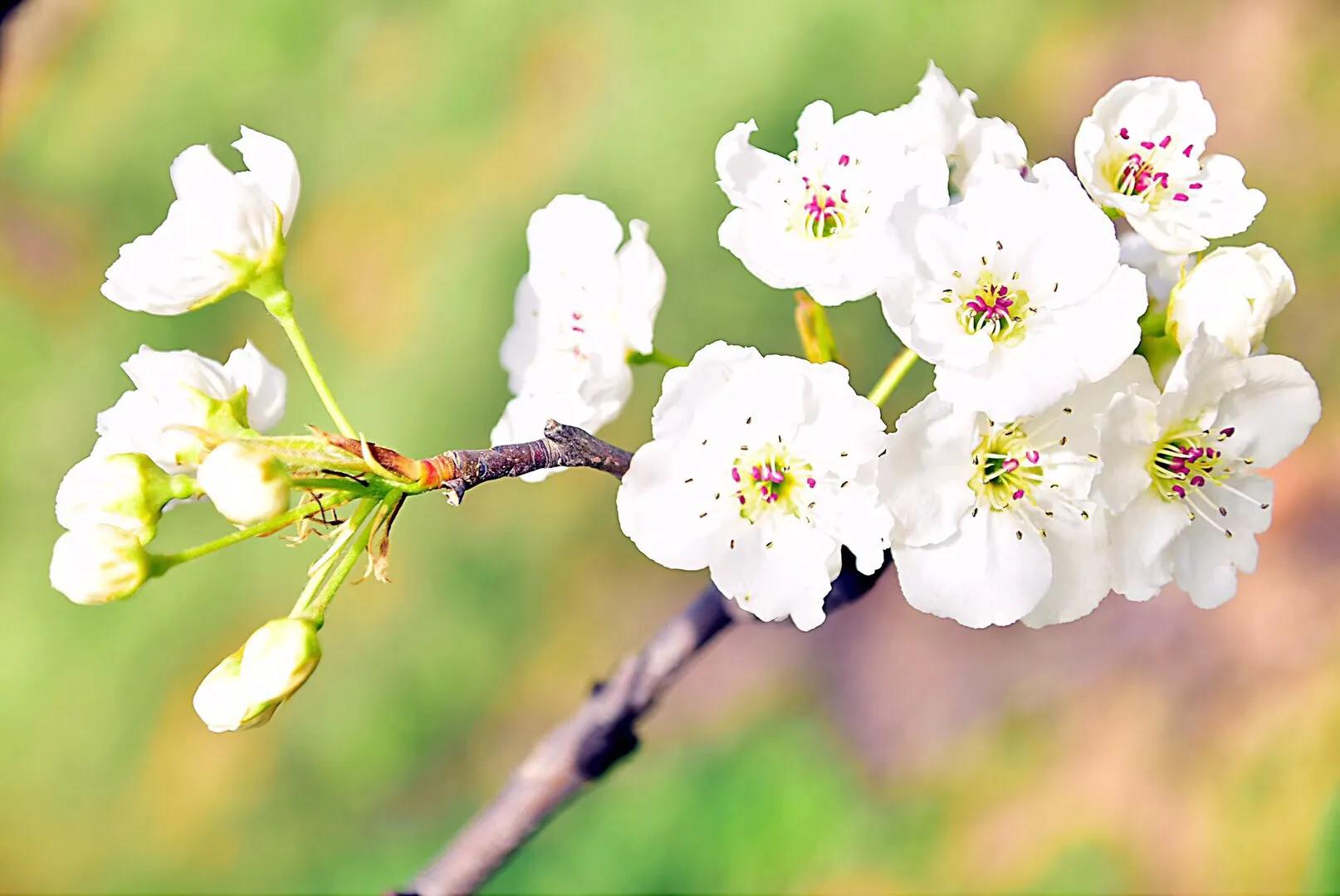 春游梨花林,邂逅三月梨花