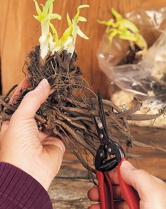 家里养的茶花老掉叶子怎么回事,茶花黄叶月季花黄叶