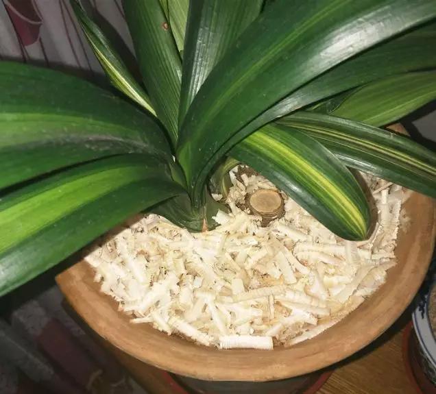 养花最好的颗粒土,碎砖养花的正确方法