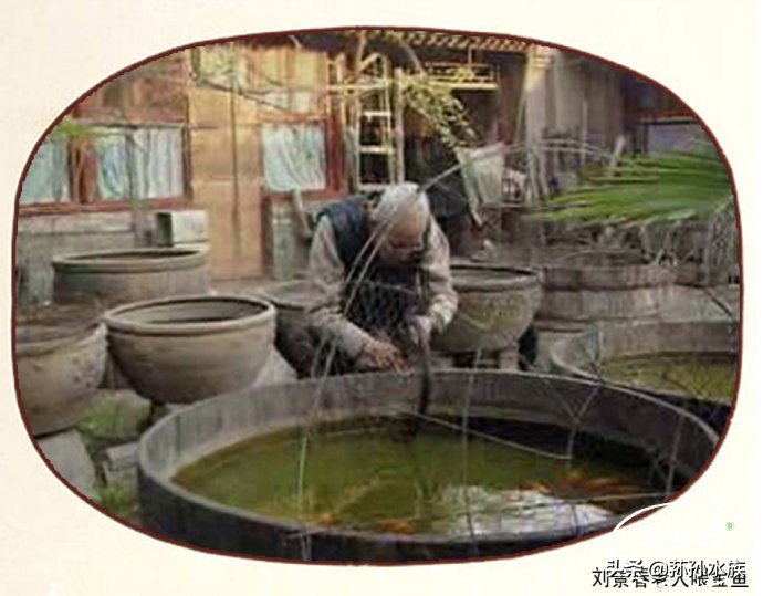 古法养金鱼高手,古法养金鱼抽底