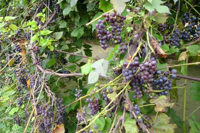 农村的野果子有哪些,农村的野果子真好吃