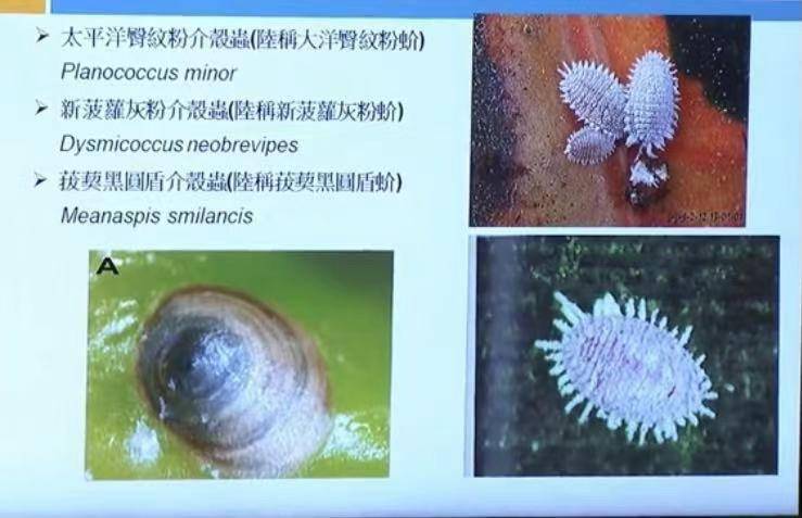 桔臀纹粉蚧,桧柏臀纹粉蚧