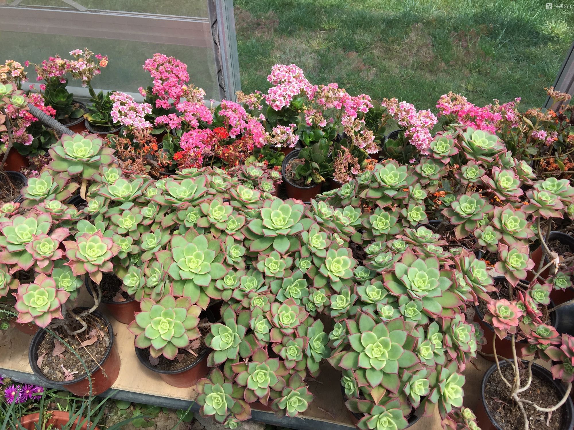 艳日辉长了很多侧芽要剪掉吗,艳日辉怎么养出状态