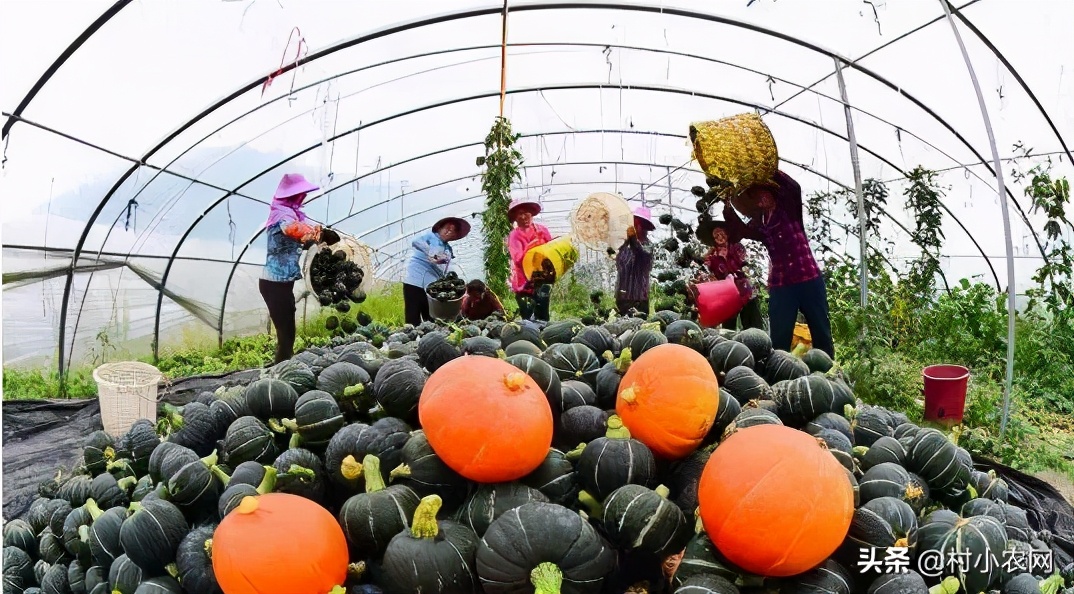 2020年农村创业有什么好项目种植,2021年农村创业投资