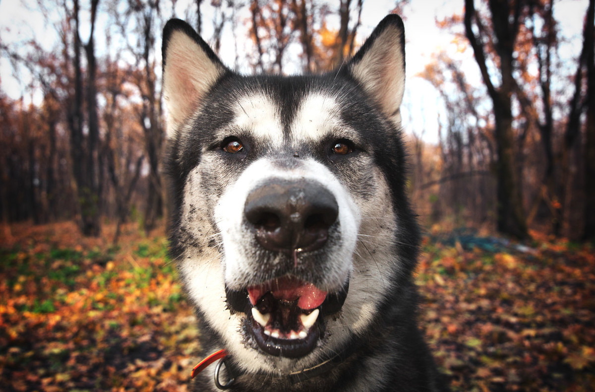 狗生的时候注意什么,狗生崽后主人注意什么