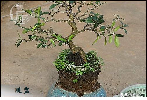 大树型金豆盆景怎么造型,金豆无根老桩栽培技巧