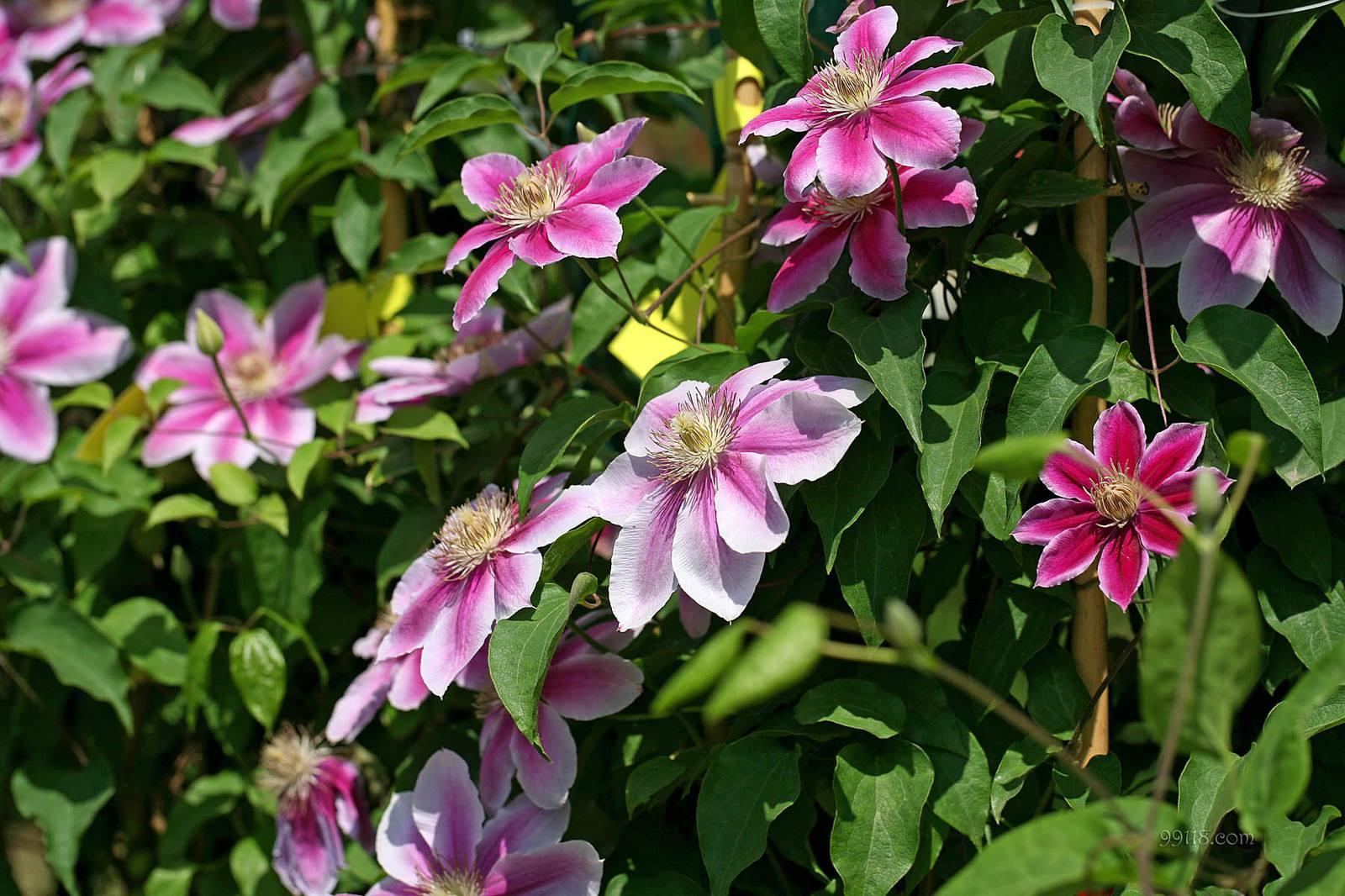 冬季铁线莲怎么枯了,铁线莲冬天用把枝条剪掉么