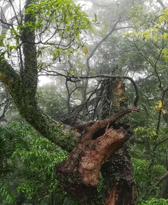 李向华肥西,李向华鹤山图片