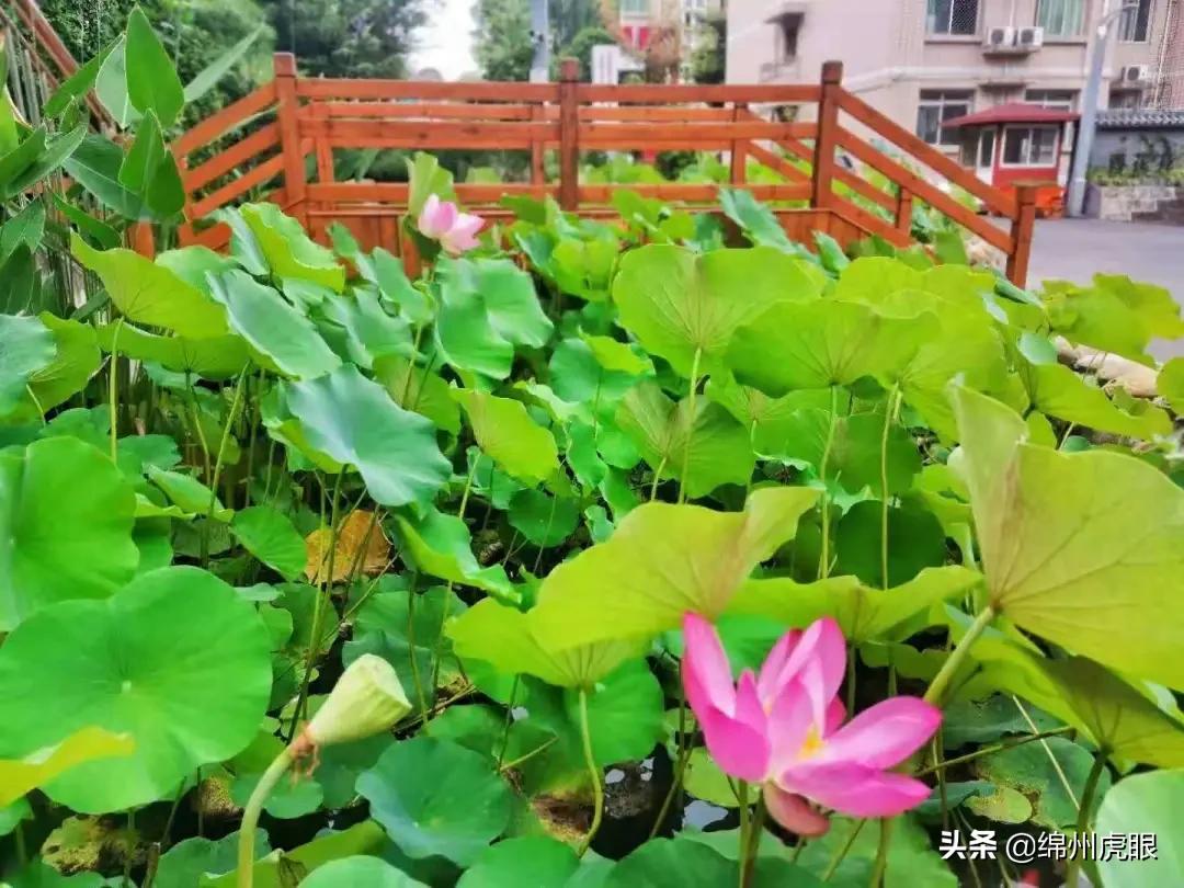 绵外20年校庆,20年前的今天