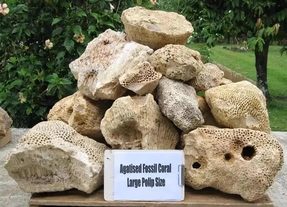 中国宝玉石品种,宁强珊瑚玉石图片