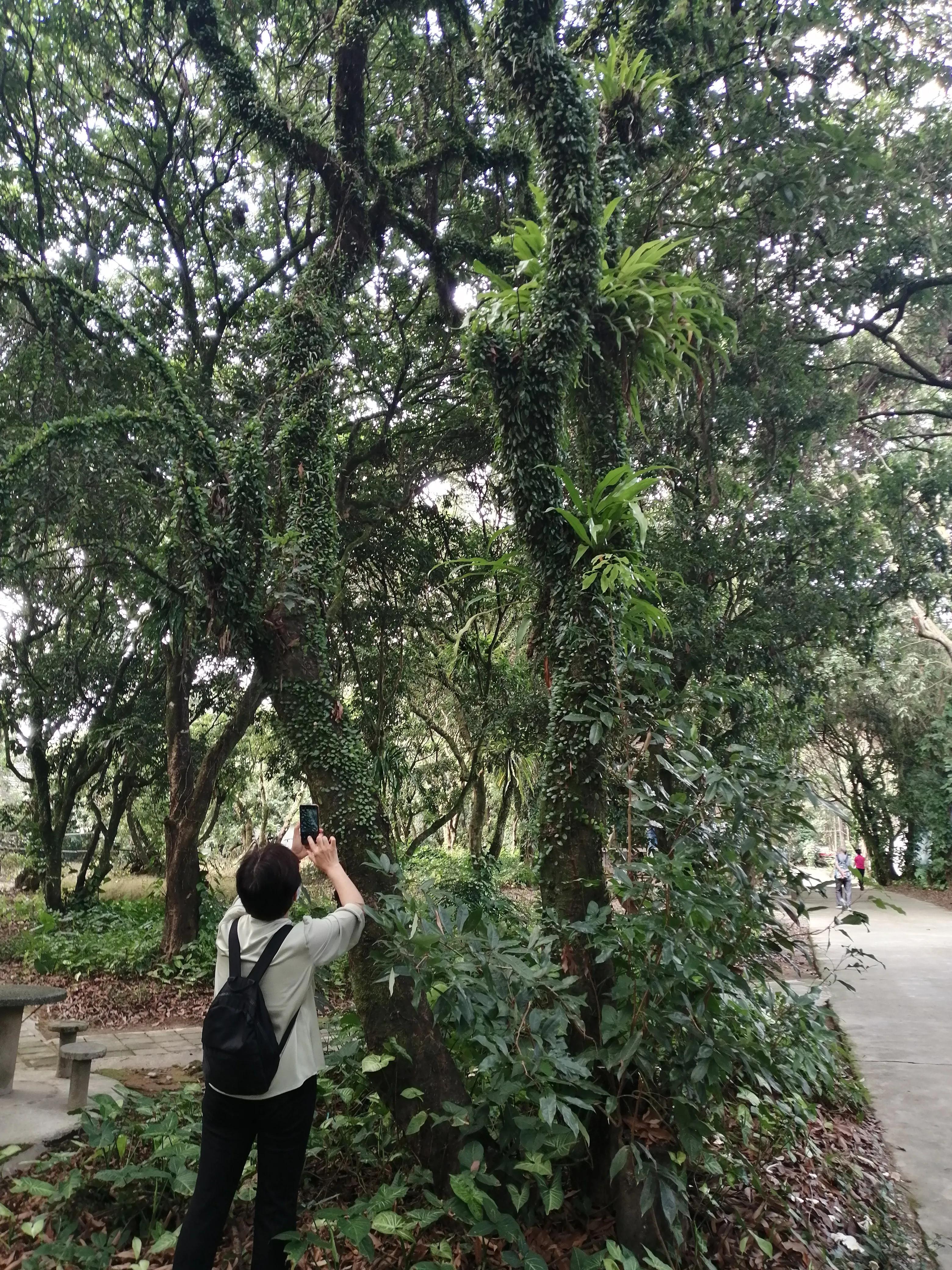 景洪市西双版纳风情园视频,西双版纳景洪市民族风情园
