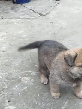 怎么养一只纯种土狗,如何养好一只土狗