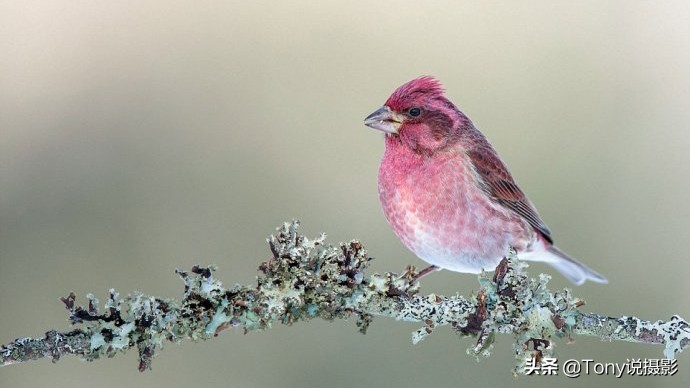 鸟的拍摄技巧和手法,摄影拍摄鸟的技巧