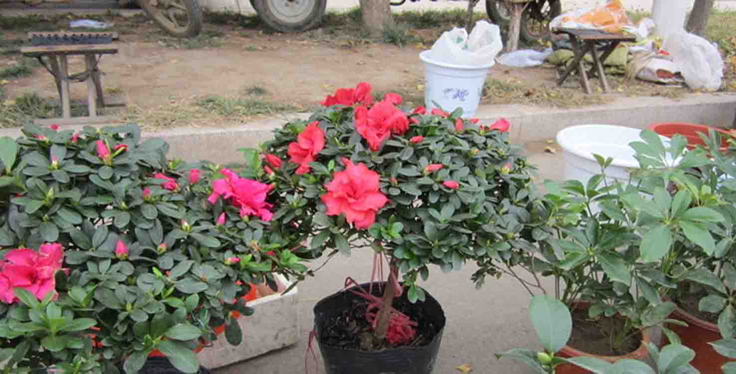 杜鹃花怎么养才能开爆,杜鹃花日常如何养护才养好
