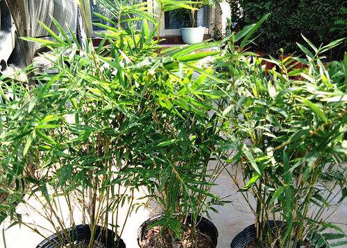 凤尾竹怎么养才会爆盆,盆栽凤尾竹怎么养