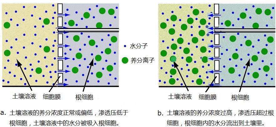 肥料过多烧苗怎么办,怎样有效避免肥料烧种烧苗问题