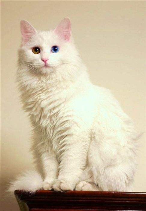 中华田园猫古代名称图鉴,古代人怎么挑选猫