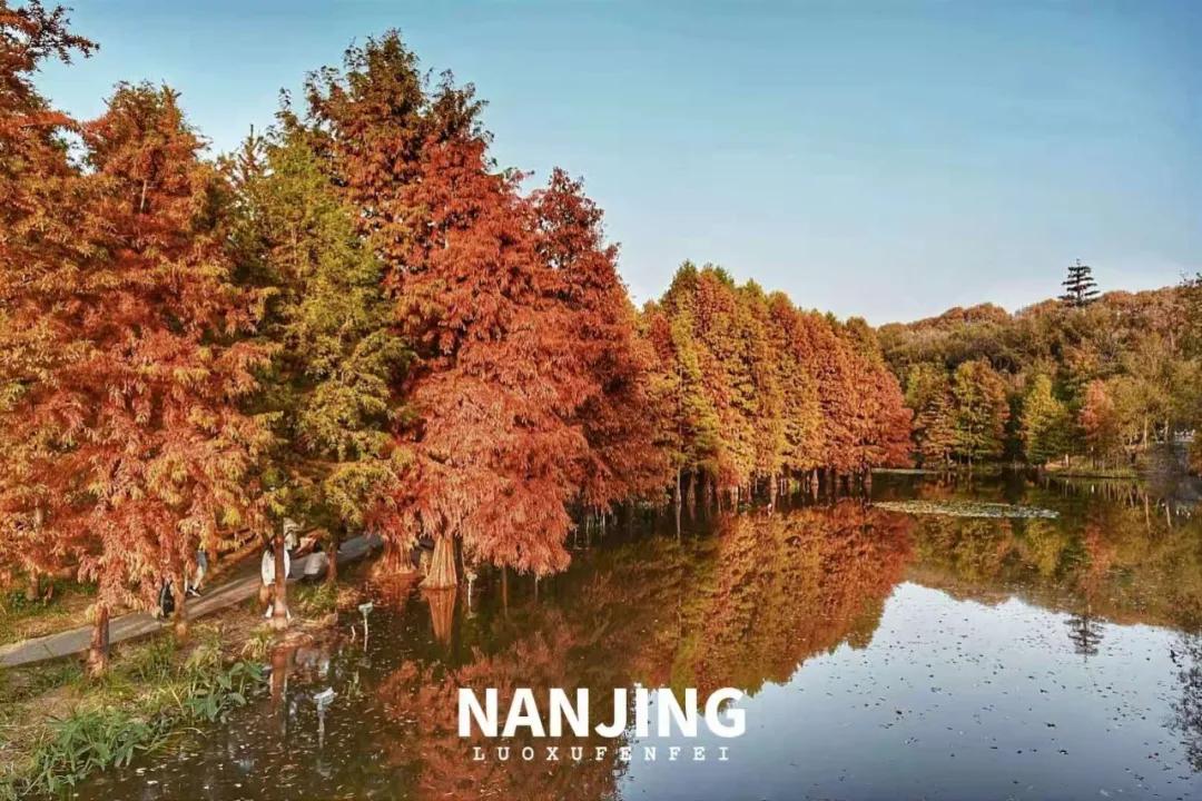 玩完南京去哪里玩景点推荐,南京钟山风景区秋天一日游攻略