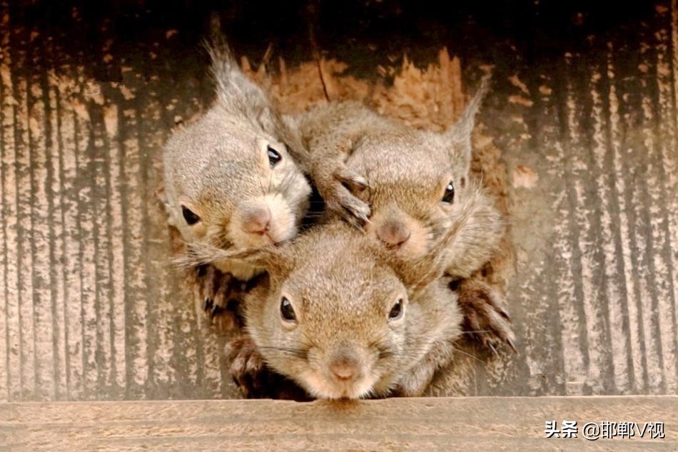 古稀老年人画,叶脉造型画