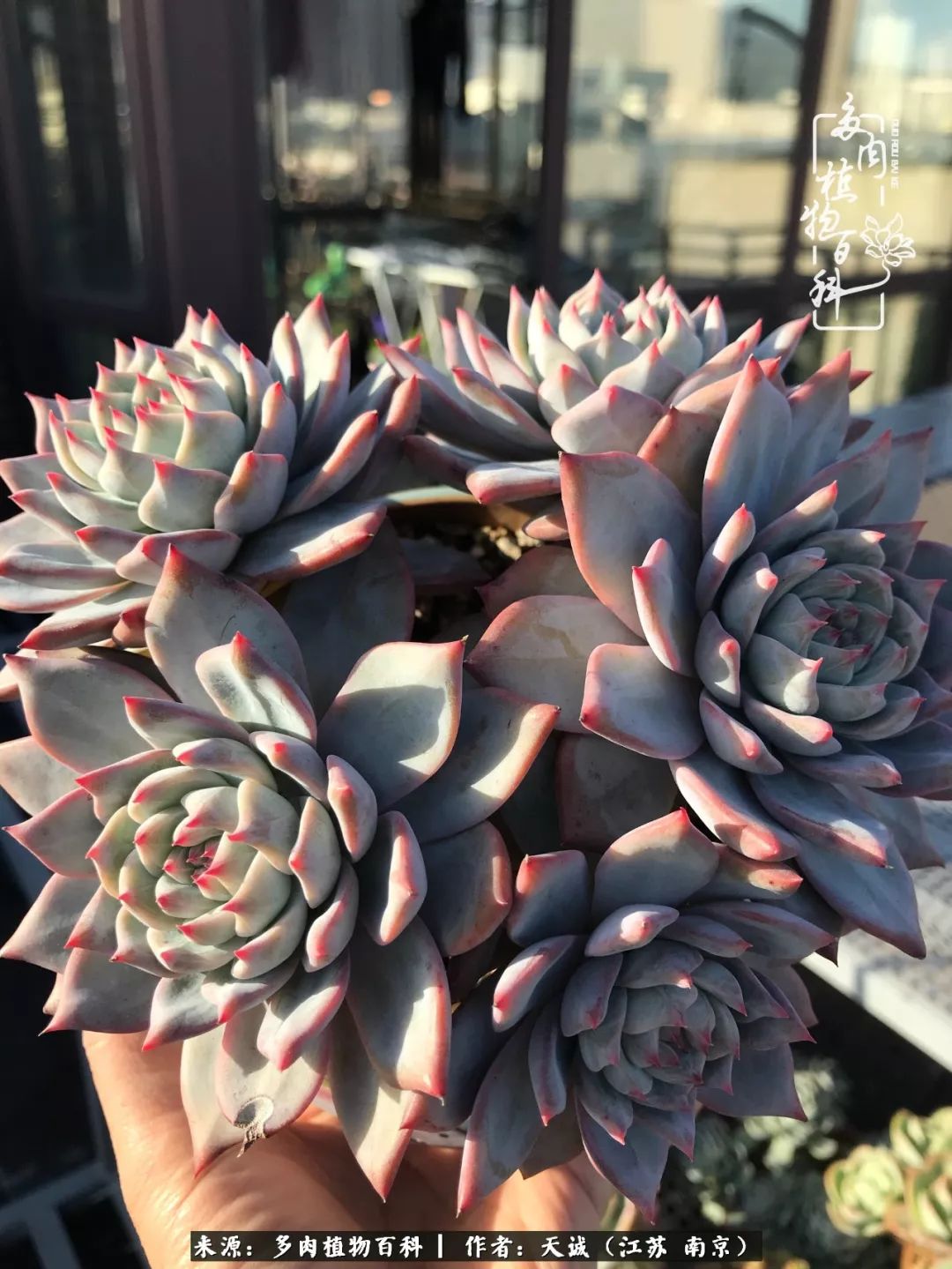 鍙拱瀵圭殑涓嶄拱璐电殑灏忔牱,鍙拱瀵圭殑涓嶄拱璐电殑鍥剧墖灞曠ず