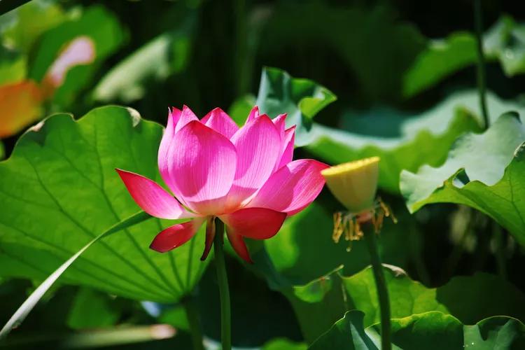 单反快速入门索尼,单反自动挡是哪个