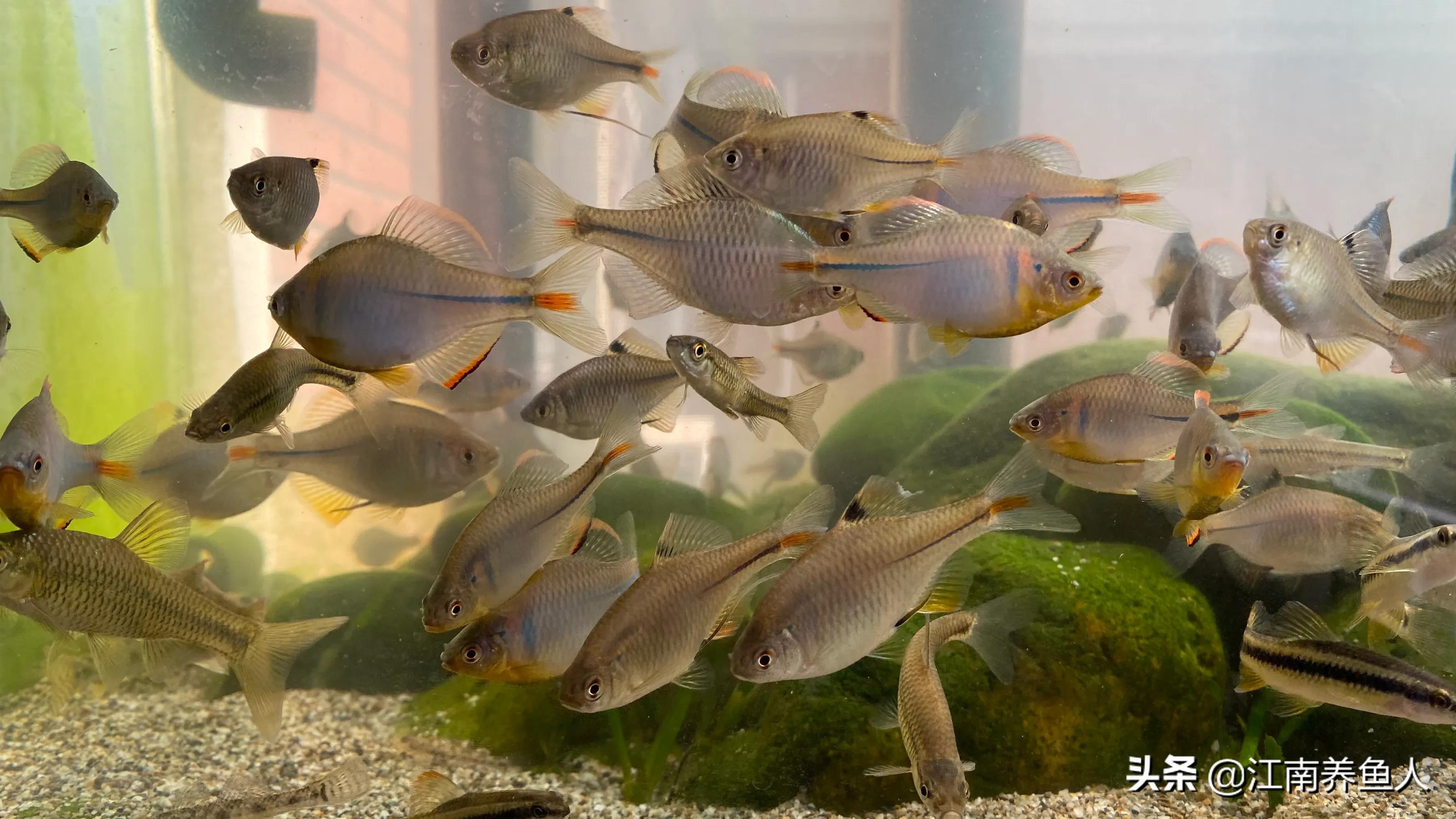 如何正确清理鱼缸里的藻类,鱼缸藻类的一些基础治疗方法