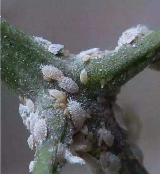 三华李挂果期管理技术,三华李栽培技术视频