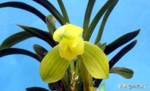 贵州兰花品种11（估价2000万的兰花）