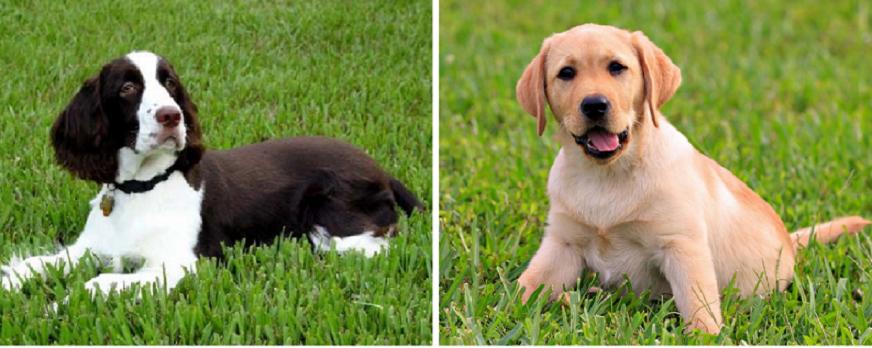 串串狗是什么犬种,串串狗到底是什么犬种