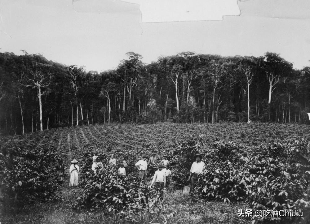 猫屎咖啡是世界上最昂贵的咖啡,比猫屎咖啡更贵的咖啡