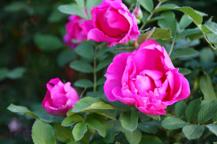 中考关联词语有哪些大全,中考关联词大全